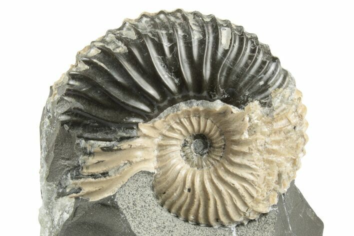 Beautiful Ammonite (Deshayesites) Fossil #243277